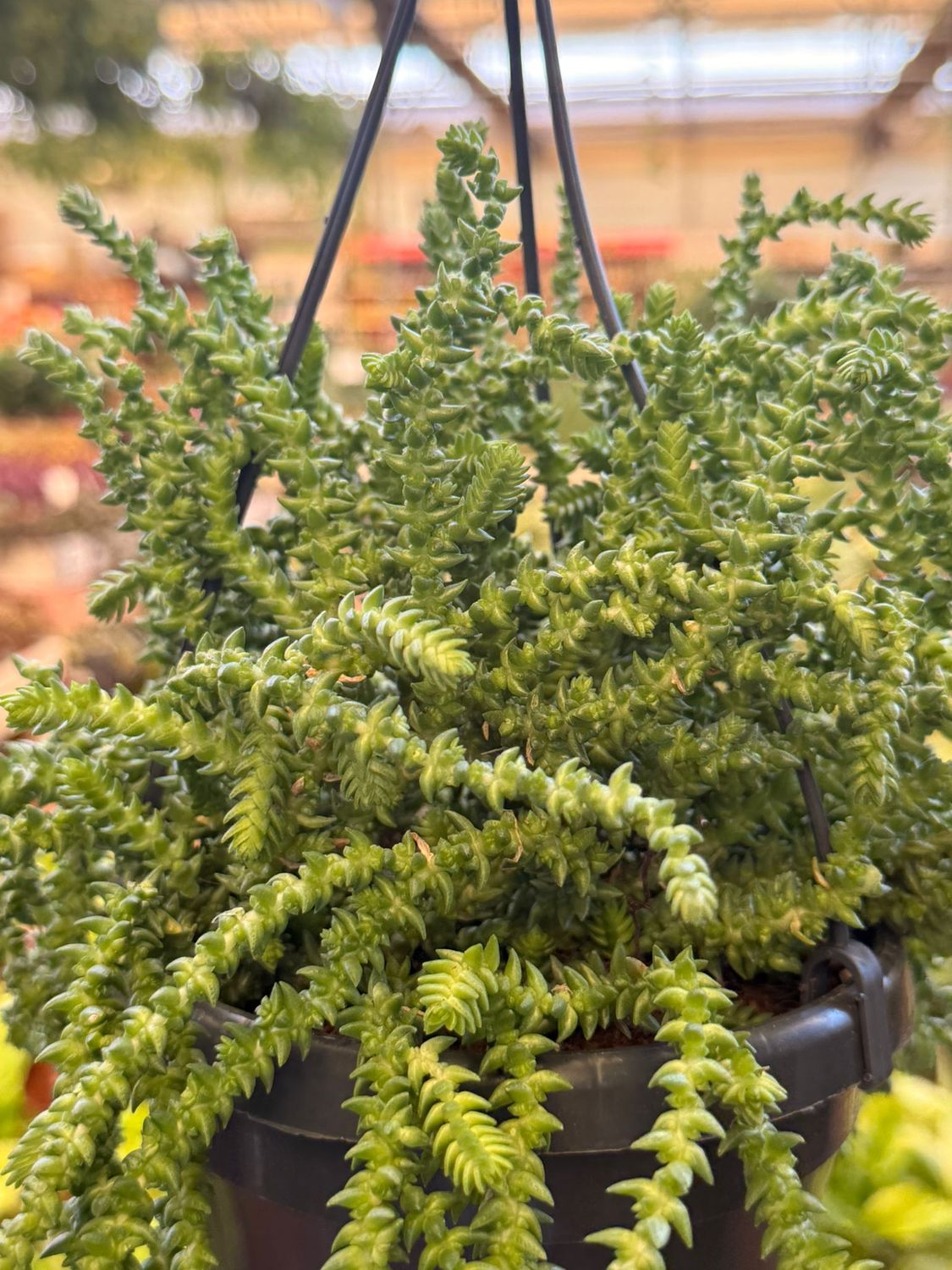 Crassula Lycopodioides - vaso Ø14 cm