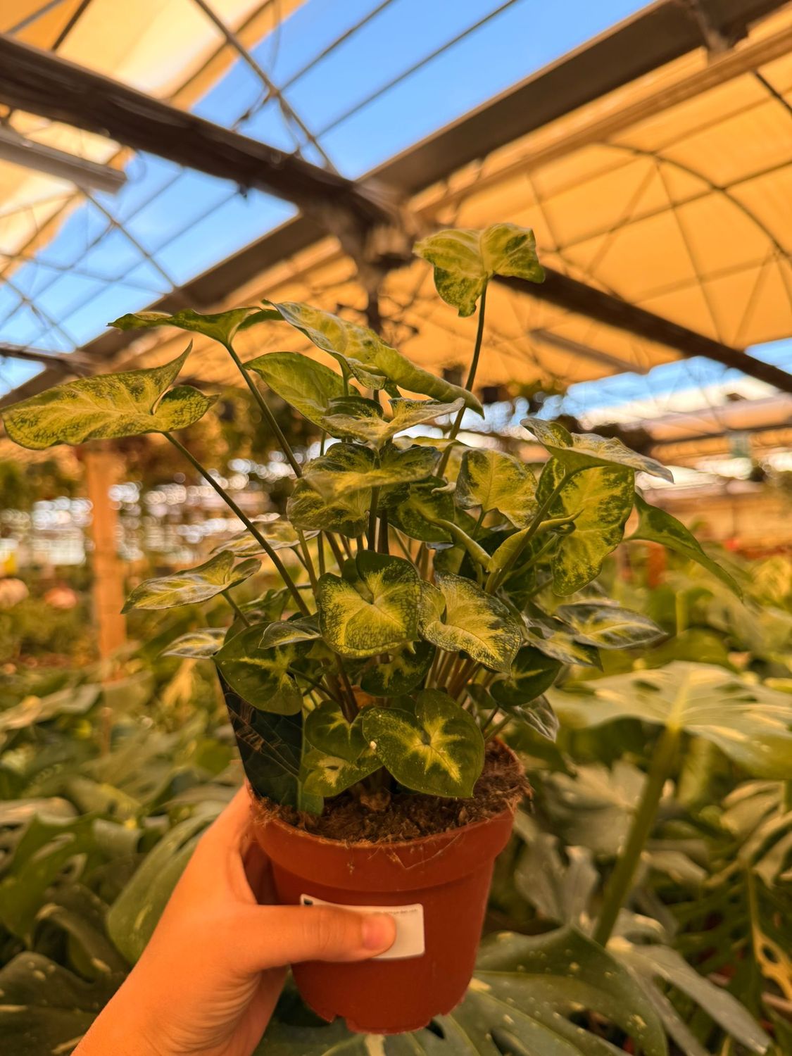 Syngonium 'Pixie' - vaso Ø12 cm Syngonium 'Pixie' - vaso Ø12 cm