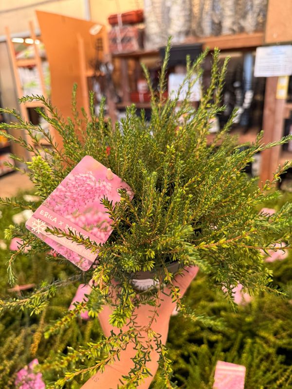 Erica Darleyensis 'Darley Dale' - vaso Ø12 cm
