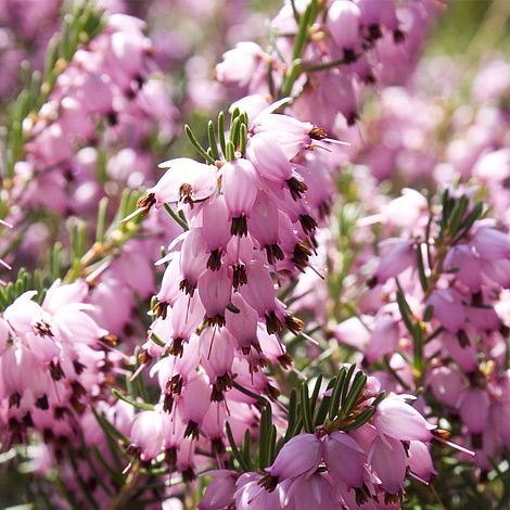 Erica Darleyensis 'Darley Dale' - vaso Ø12 cm