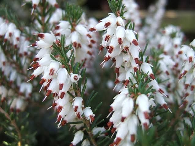 Erica Darleyensis 'Silberschmelze' - vaso Ø12 cm