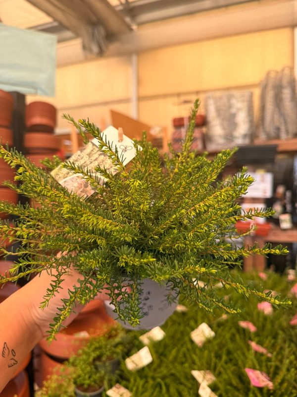 Erica Darleyensis 'Silberschmelze' - vaso Ø12 cm