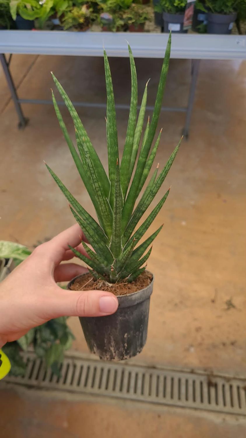 Sansevieria francisii - vaso Ø8 cm