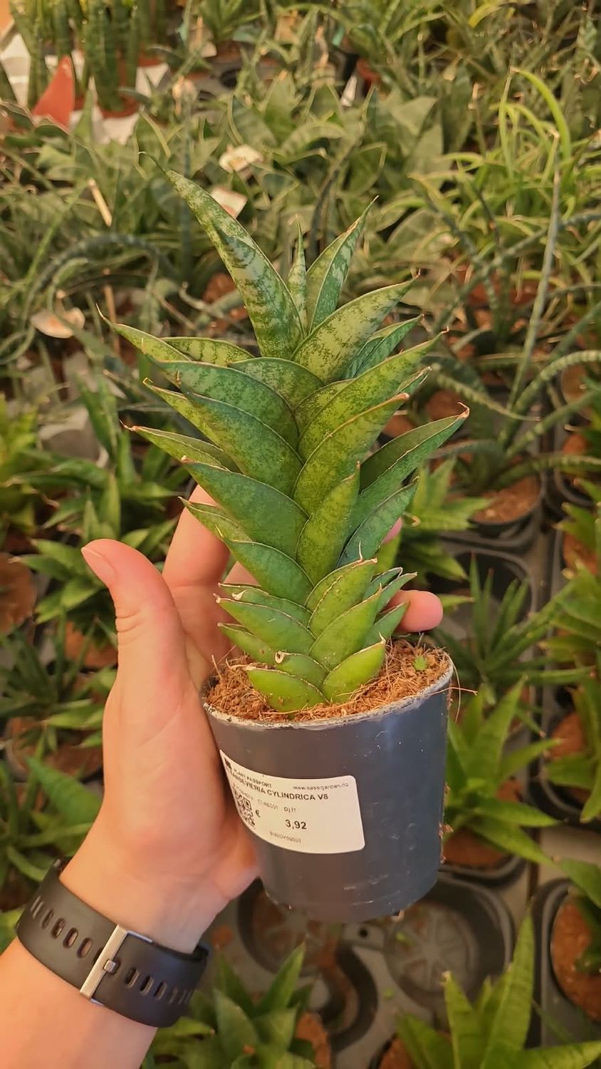 Sansevieria Tough Lady - vaso Ø8 cm