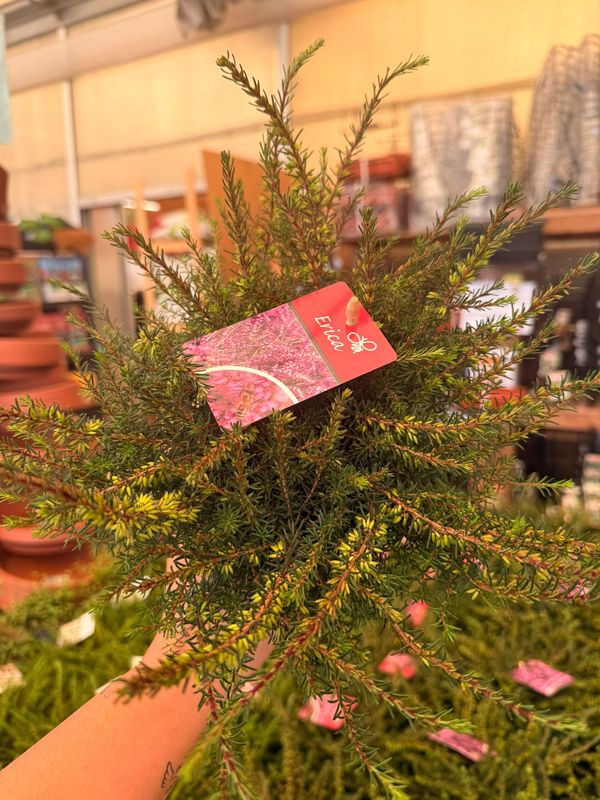 Erica Darleyensis 'Kramer's Rote' - vaso Ø12 cm