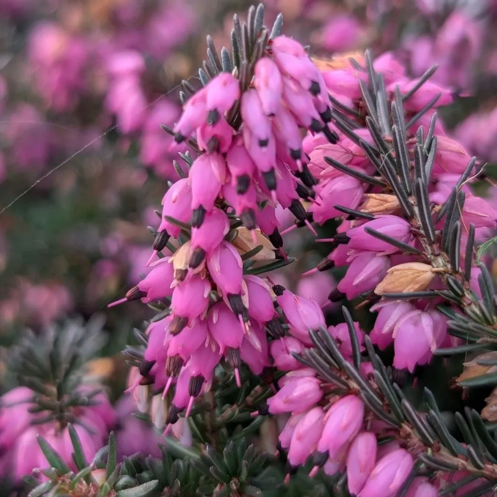 Erica Darleyensis 'Kramer's Rote' - vaso Ø12 cm Erica Darleyensis 'Kramer's Rote' - vaso Ø12 cm