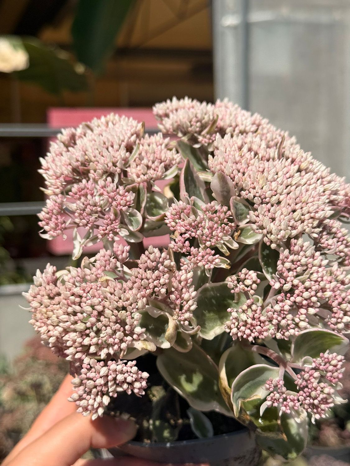 Sedum telephium 'La Vie en Rose' - vaso Ø12 cm