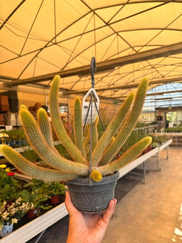 Coda di Scimmia, Hildewintera Aureispina - vaso Ø14 cm