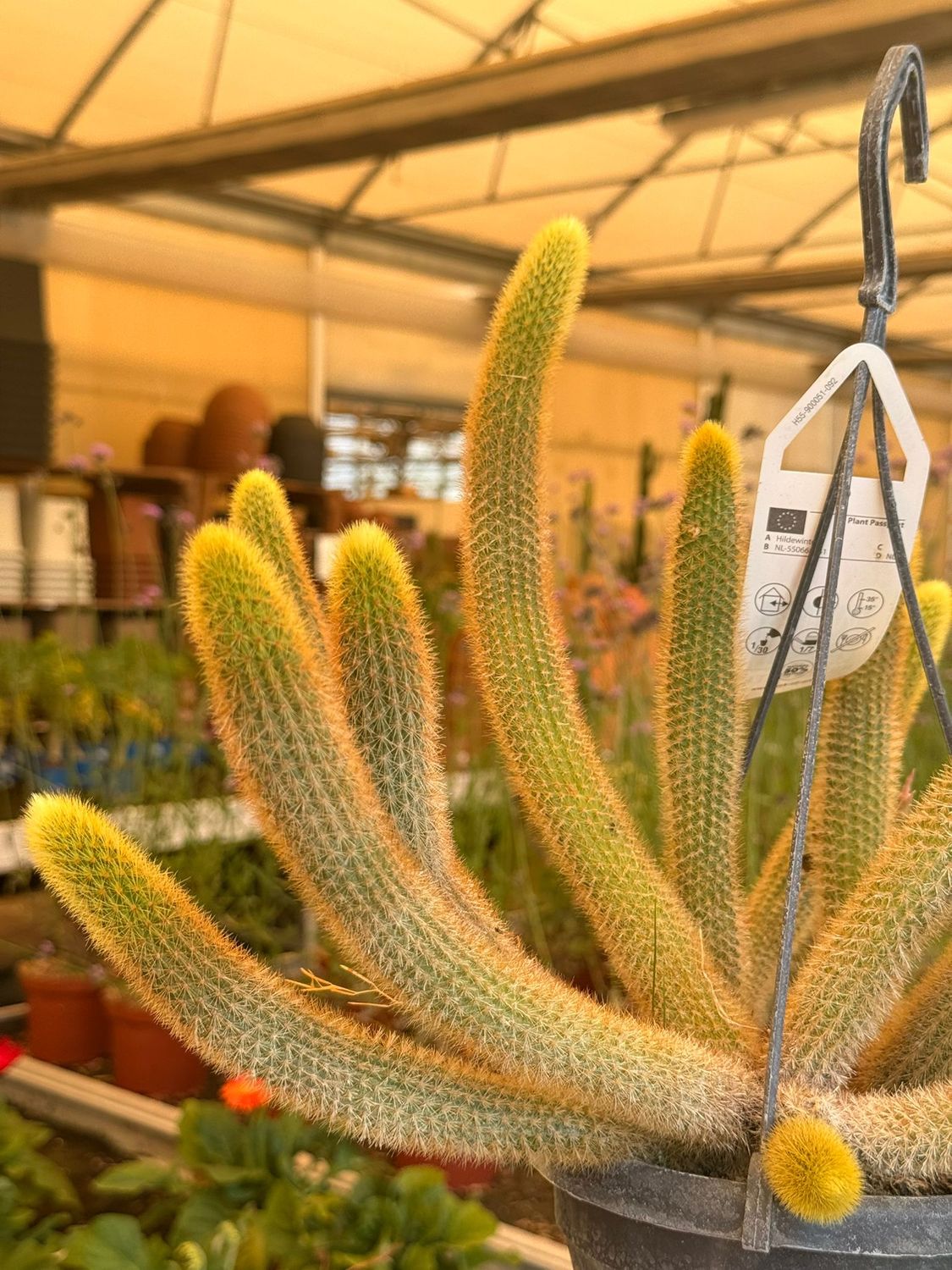 Coda di Scimmia, Hildewintera Aureispina - vaso Ø14 cm