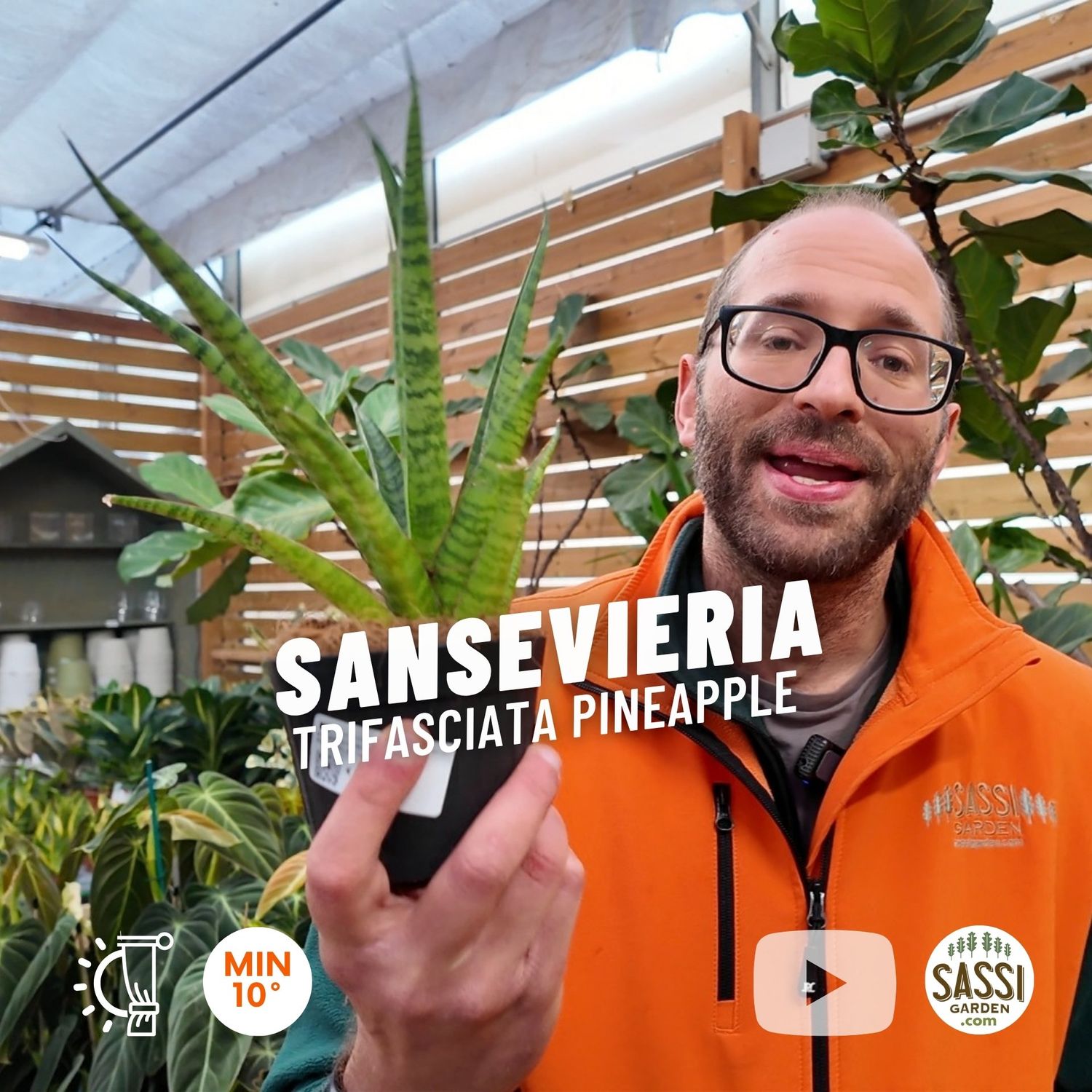 Sansevieria trifasciata 'Pineapple', Sansevieria Ananas🍍- vaso Ø8 cm