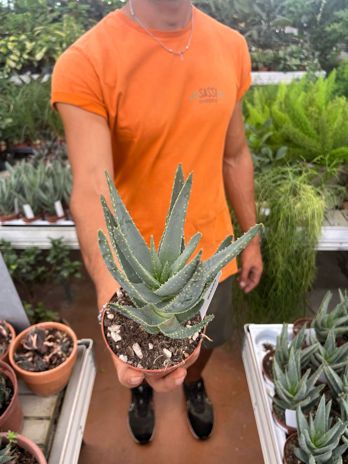 Aloe Dichotoma - vaso Ø8 cm