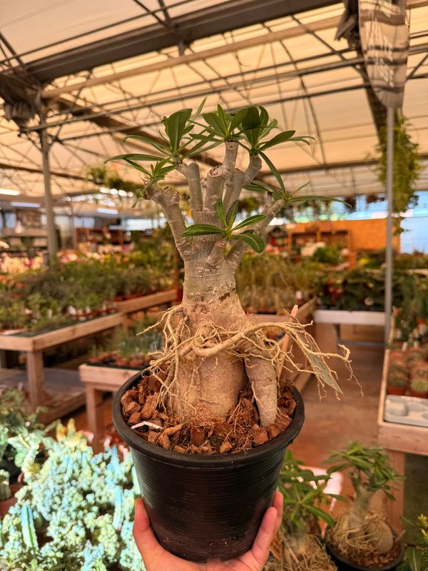 Adenium Obesum, Adenium Rosa del Deserto - vaso Ø19 cm Adenium Obesum, Adenium Rosa del Deserto - vaso Ø19 cm