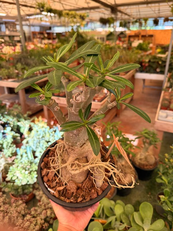 Adenium Obesum, Adenium Rosa del Deserto - vaso Ø19 cm