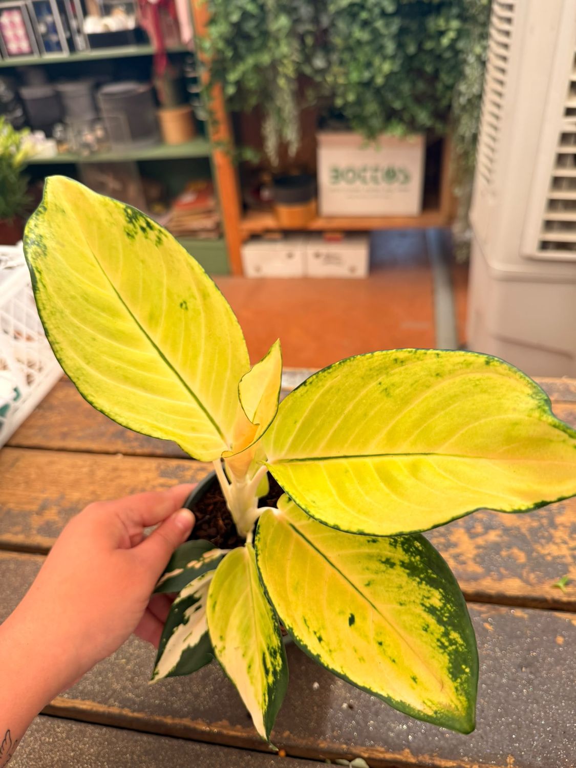 Aglaonema 'Gold' - vaso Ø12 cm Aglaonema 'Gold' - vaso Ø12 cm