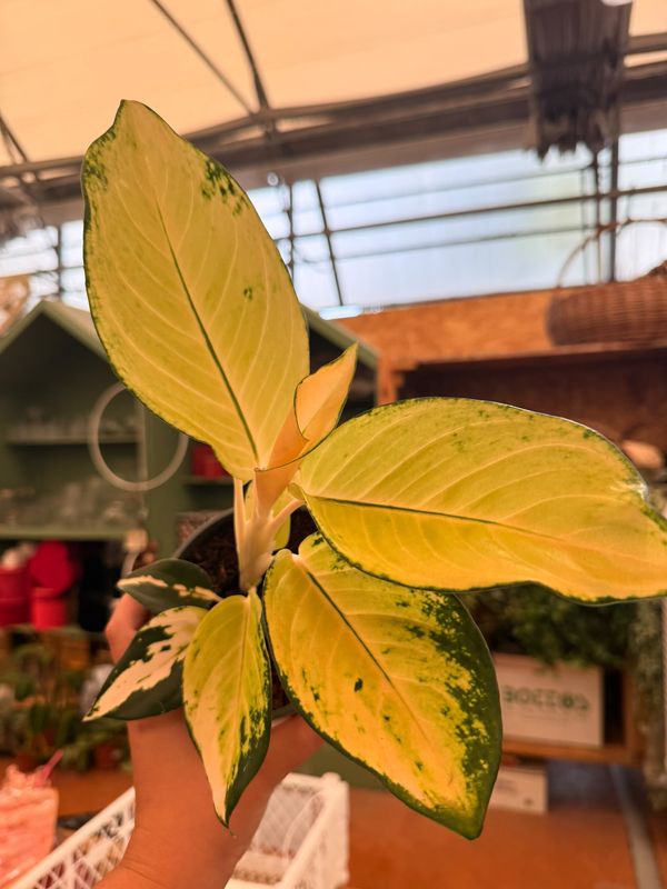 Aglaonema 'Gold' - vaso Ø12 cm