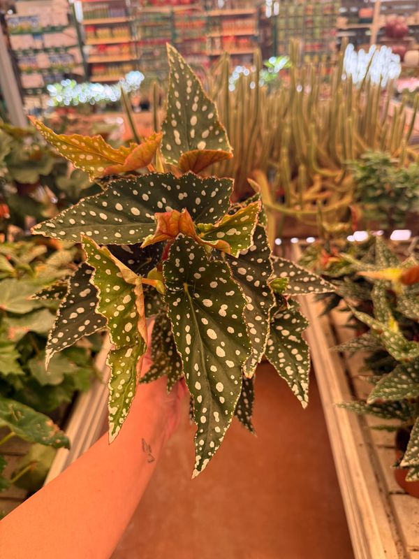 Begonia Blad Mac. 'Spotlight Green' - vaso Ø12 cm