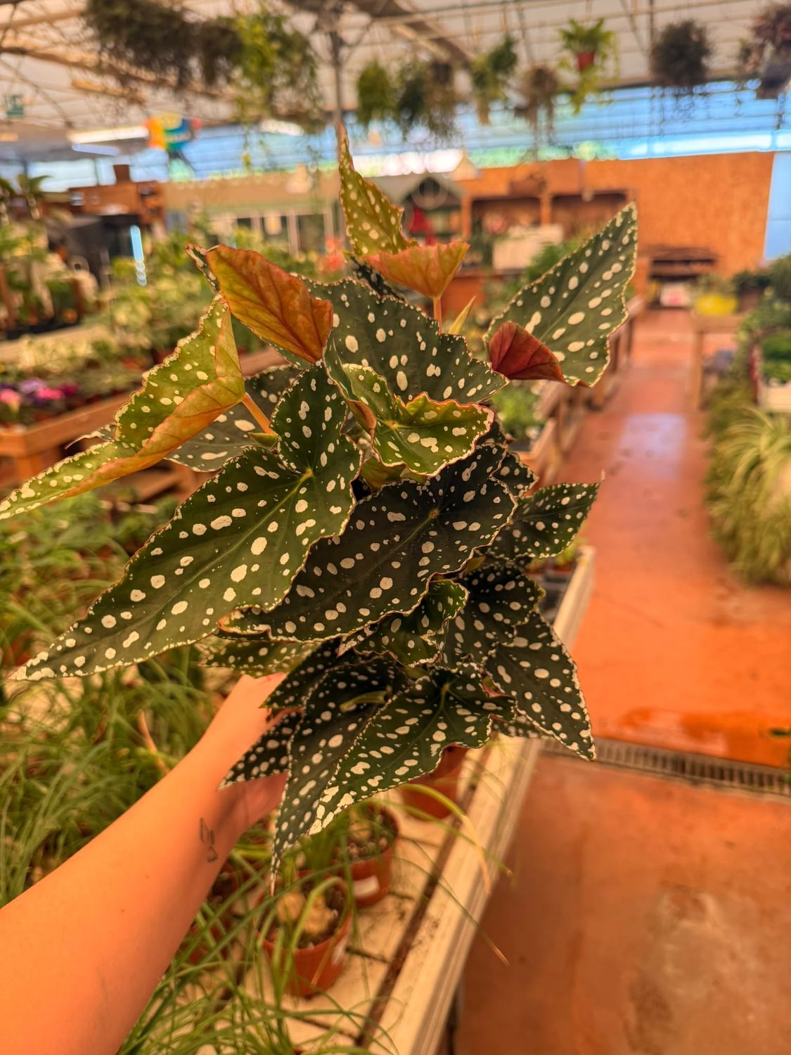 Begonia Blad Mac. 'Spotlight Green' - vaso Ø12 cm Begonia Blad Mac. 'Spotlight Green' - vaso Ø12 cm