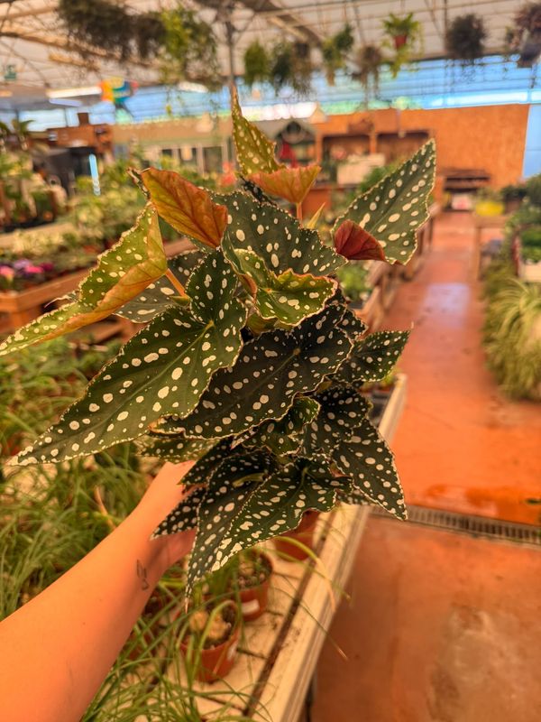 Begonia Blad Mac. 'Spotlight Green' - vaso Ø12 cm Begonia Blad Mac. 'Spotlight Green' - vaso Ø12 cm