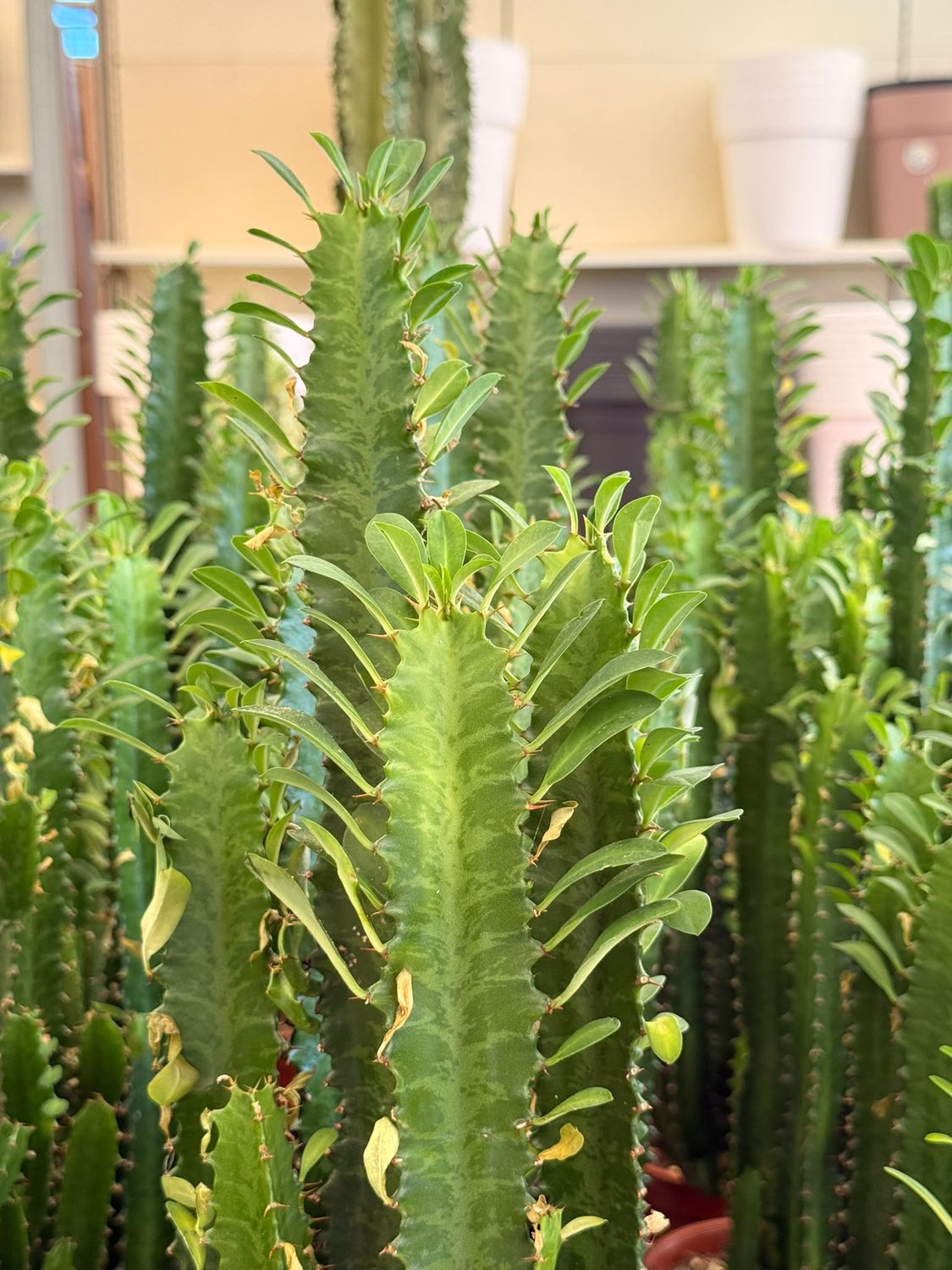 Euphorbia trigona - vaso Ø17 cm