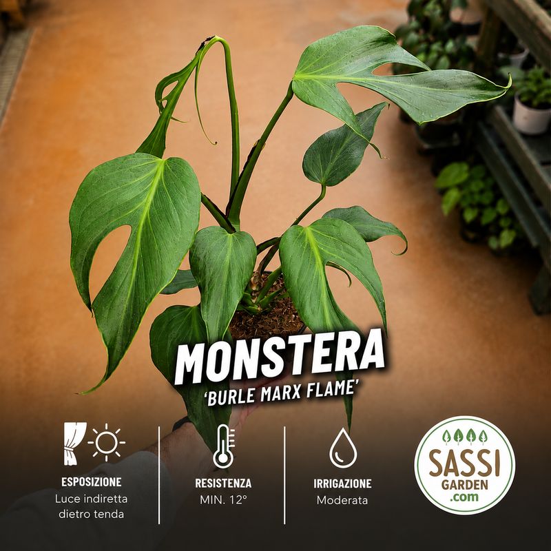 Monstera 'Burle Marx Flame'  - vaso Ø12 cm