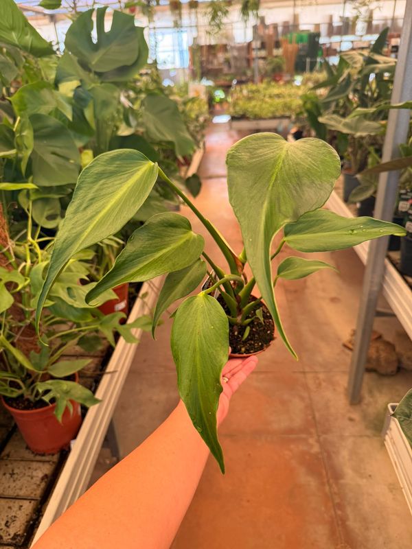 Monstera 'Burle Marx Flame'  - vaso Ø12 cm