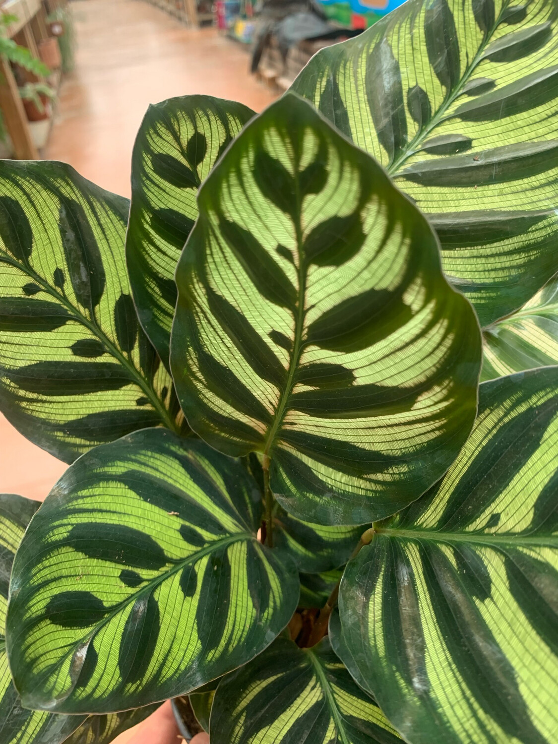 Calathea Makoyana, Calatea, Pianta Pavone - vaso Ø24 cm Calathea Makoyana, Calatea, Pianta Pavone - vaso Ø24 cm