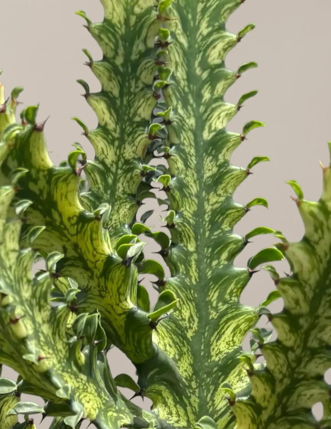 Euphorbia trigona 'Mint Cream' - vaso Ø10 cm