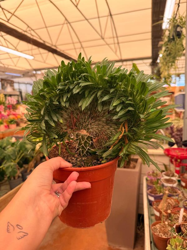 Pachypodium Lamerei crestato, Palma del Madagascar - vaso Ø18 cm