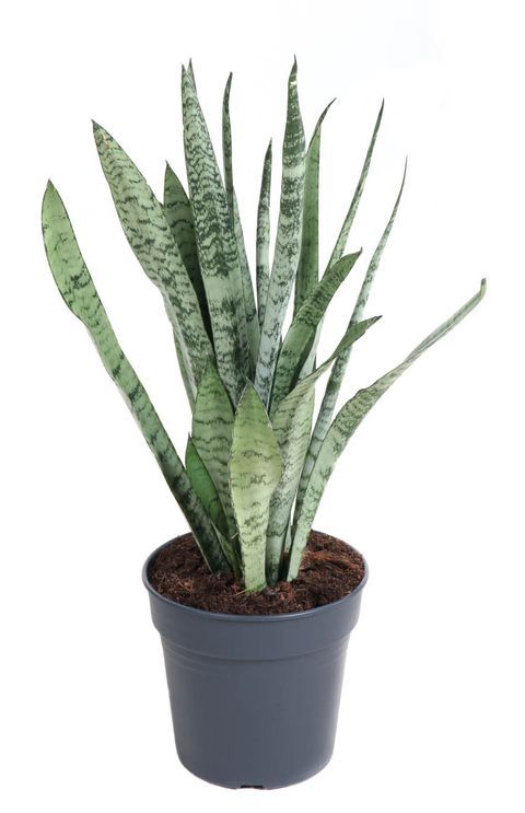 Sanseveria, Sansevieria 'White Princess' - vaso Ø17 cm