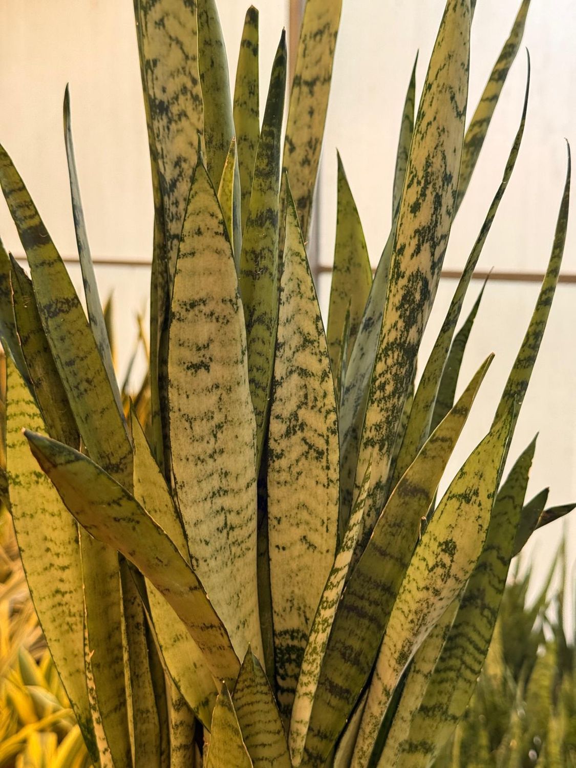 Sanseveria, Sansevieria 'White Princess' - vaso Ø17 cm Sanseveria, Sansevieria 'White Princess' - vaso Ø17 cm