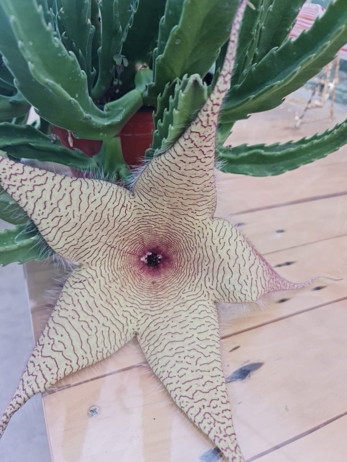 Stapelia gigantea, Fiore stella cadente - vaso Ø8 cm