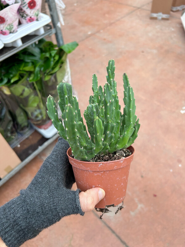 Stapelia gigantea, Fiore stella cadente - vaso Ø8 cm