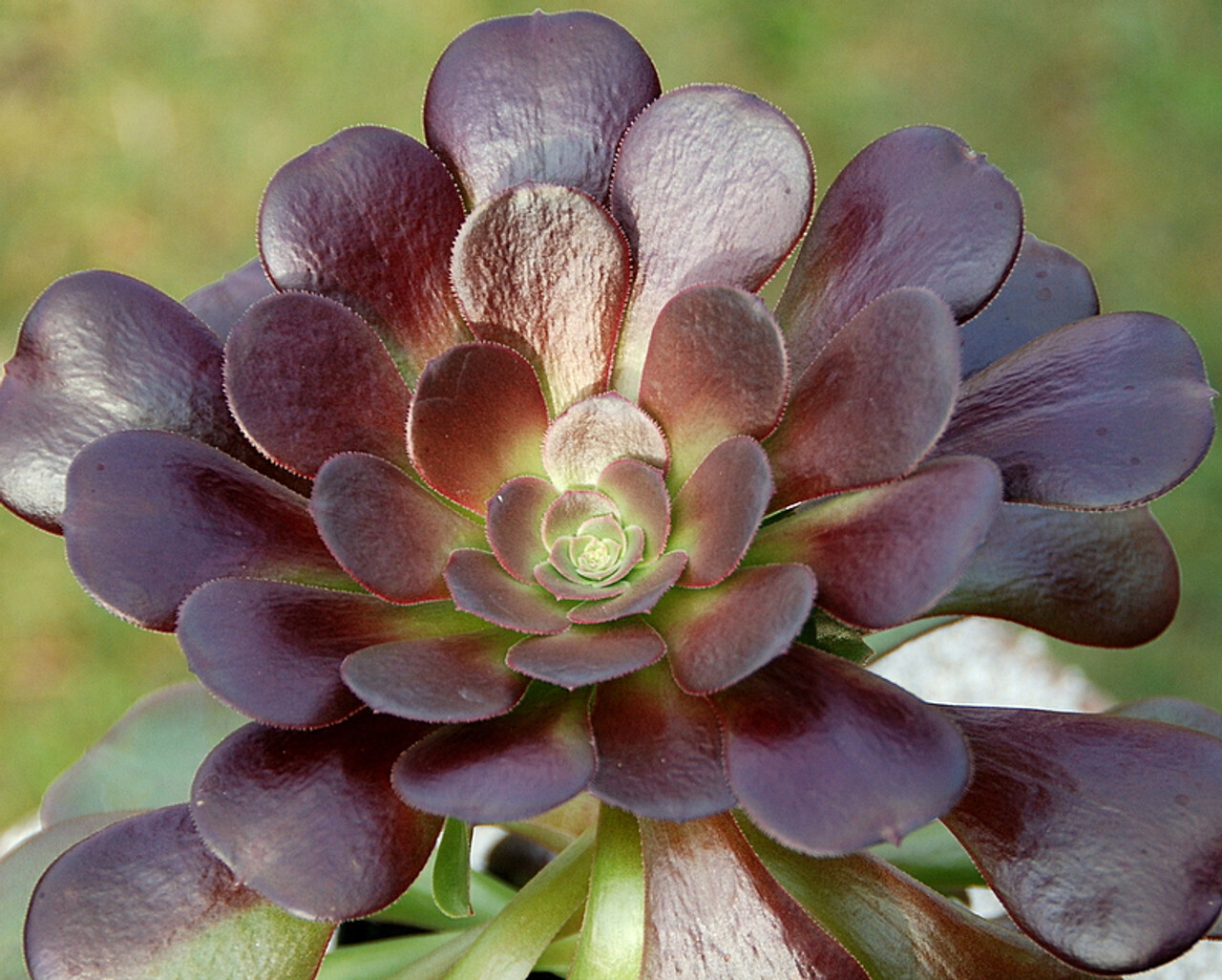 Aeonium Arboreum 'Velour' - vaso Ø10 cm