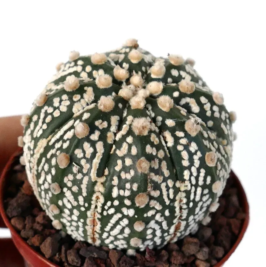 Astrophytum Asterias - vaso Ø8 cm