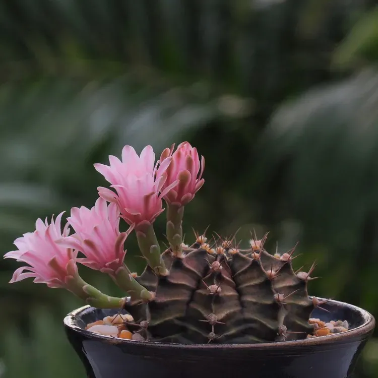 Gymnocalycium Mihanovichii - vaso Ø8 cm