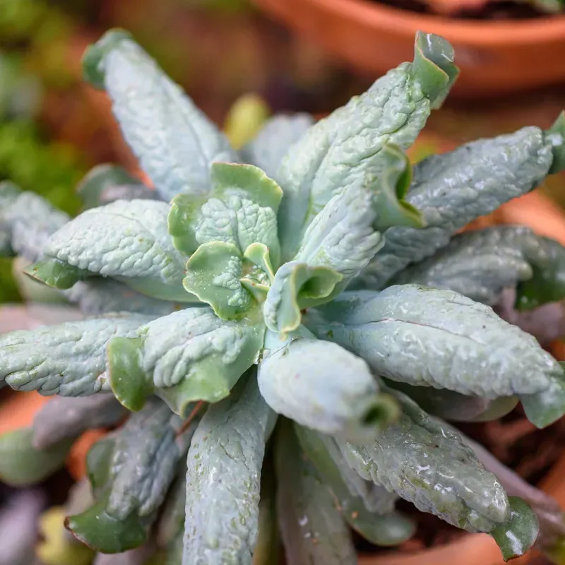 Echeveria 'Kulibra' - vaso Ø8cm