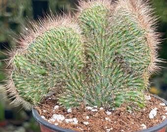 Nyctocereus serpentinus crestato - vaso Ø5.5 cm