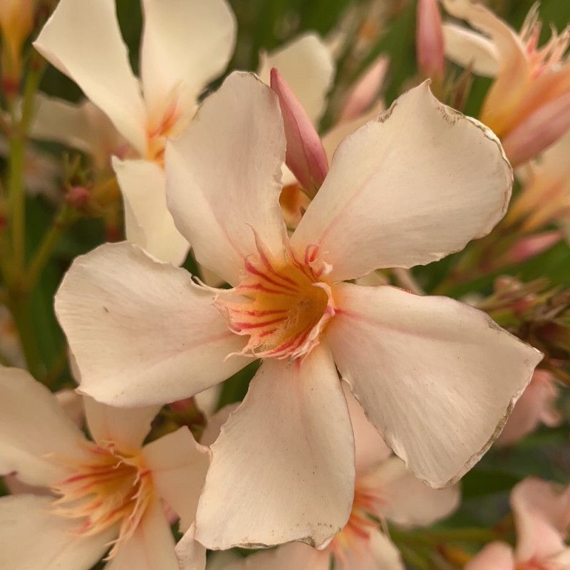Nerium Oleander 'Angiolo Pucci', Oleandro - vaso Ø18 cm Nerium Oleander 'Angiolo Pucci', Oleandro - vaso Ø18 cm