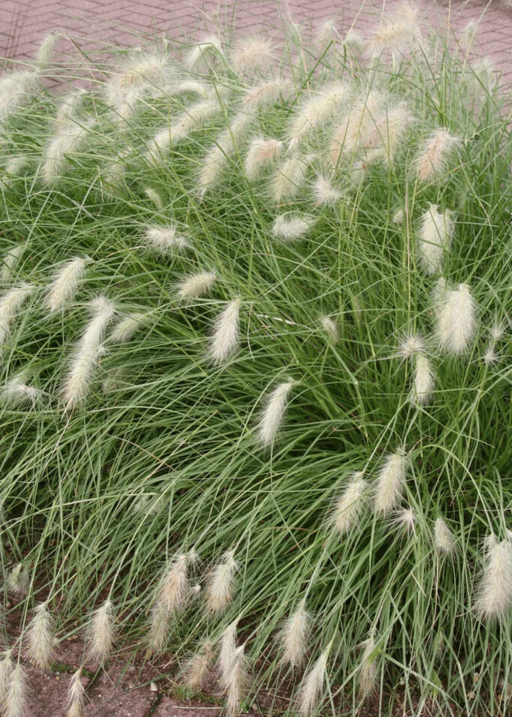 Pennisetum alopecuroides - vaso Ø24 cm