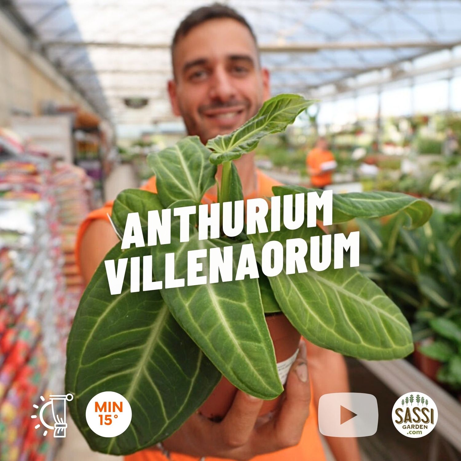 Anthurium villenaorum - vaso Ø6 cm Anthurium villenaorum - vaso Ø6 cm