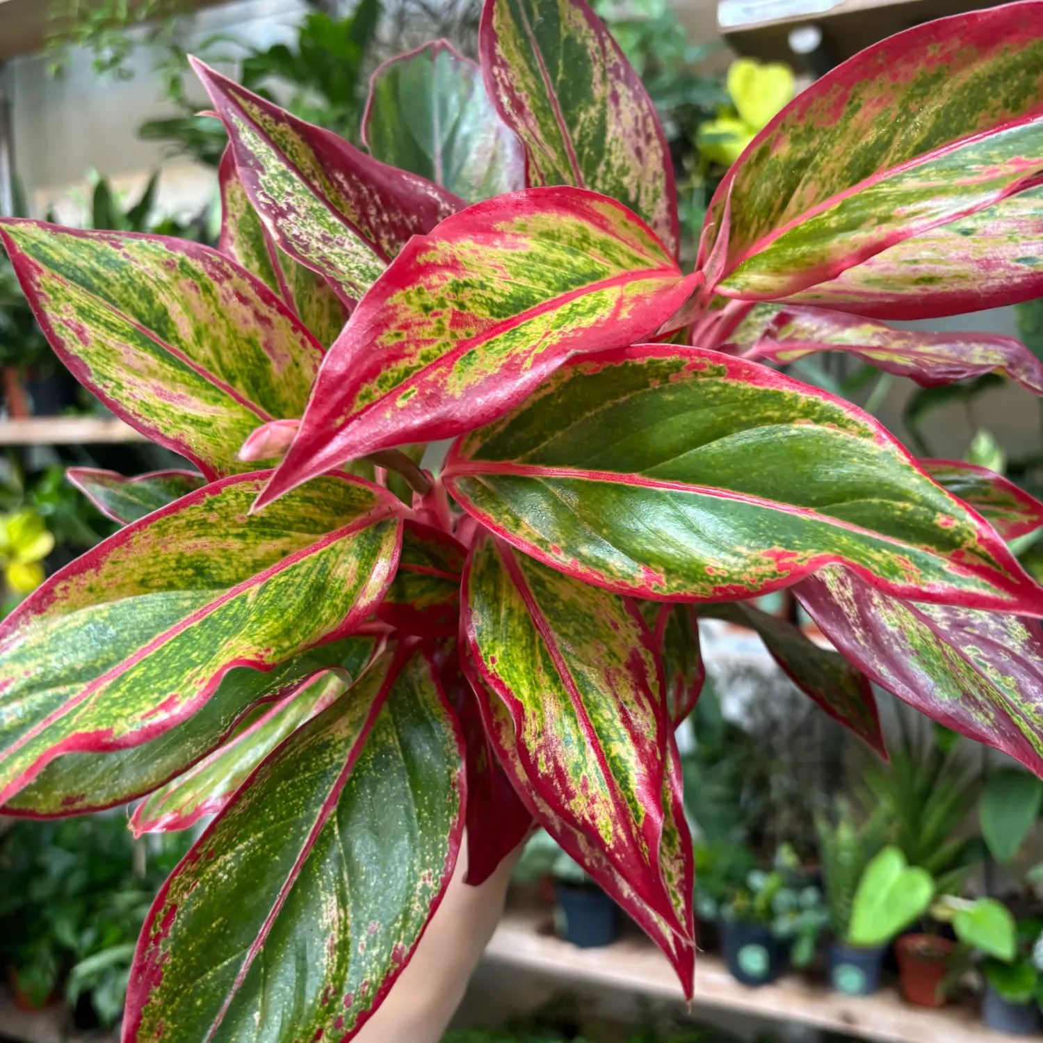 Aglaonema 'Fire Red' - vaso Ø12 cm Aglaonema 'Fire Red' - vaso Ø12 cm