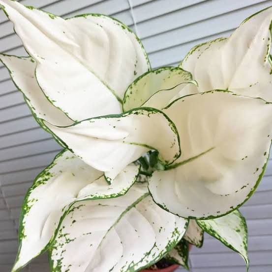 Aglaonema 'Super White' - vaso Ø12 cm Aglaonema 'Super White' - vaso Ø12 cm