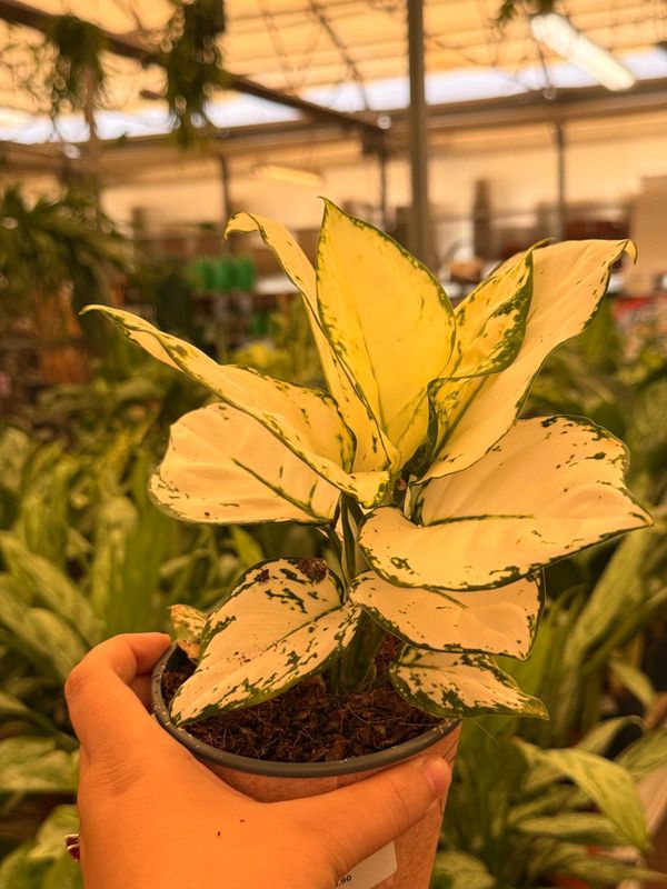 Aglaonema 'Super White' - vaso Ø12 cm