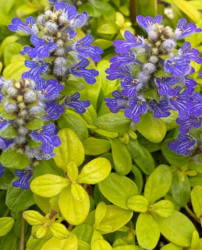 Ajuga reptans 'Feathered friends' - vaso Ø12 cm
