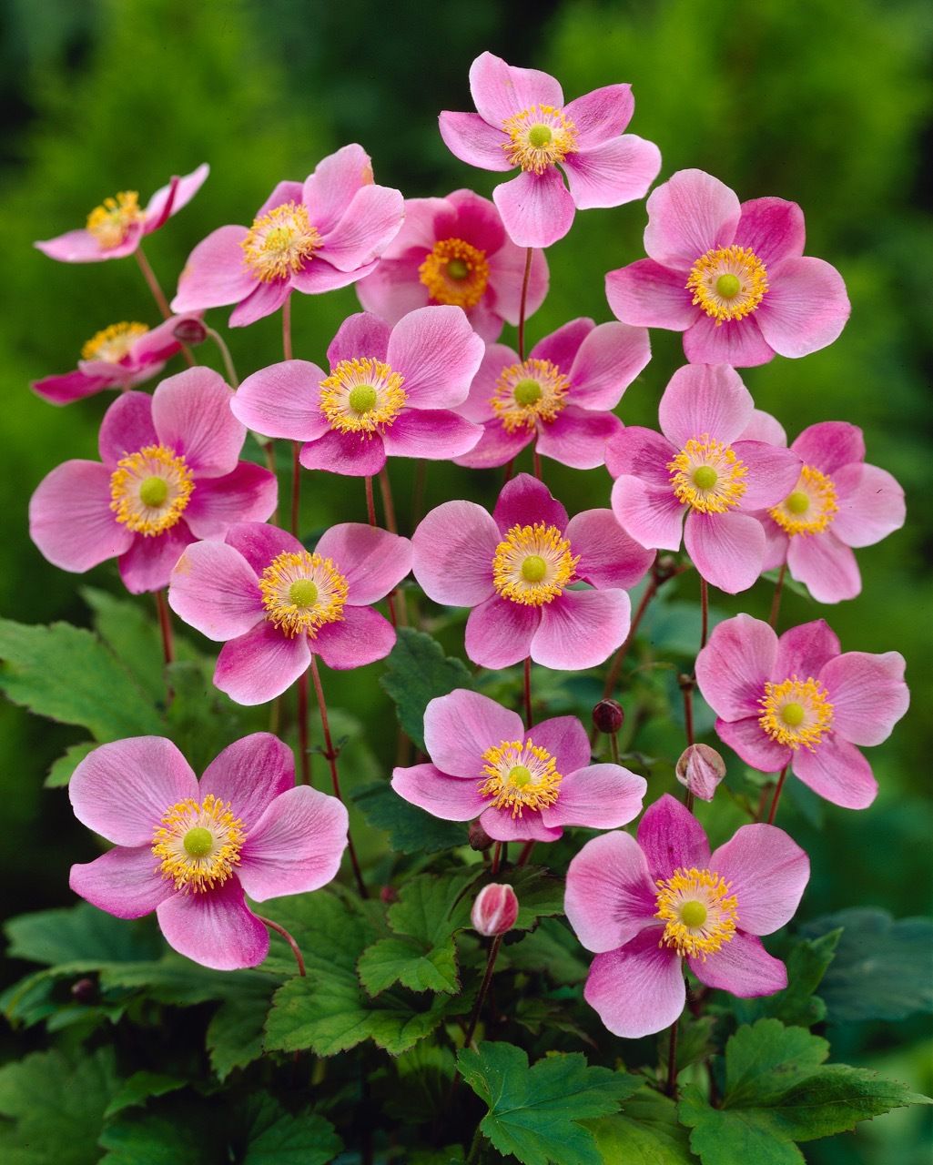 Anemone hupehensis 'Praecox', Anemone giapponese - vaso Ø18 cm
