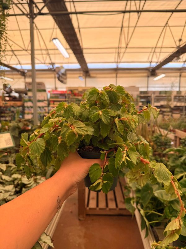 Begonia Foliosa Miniata - vaso Ø12 cm