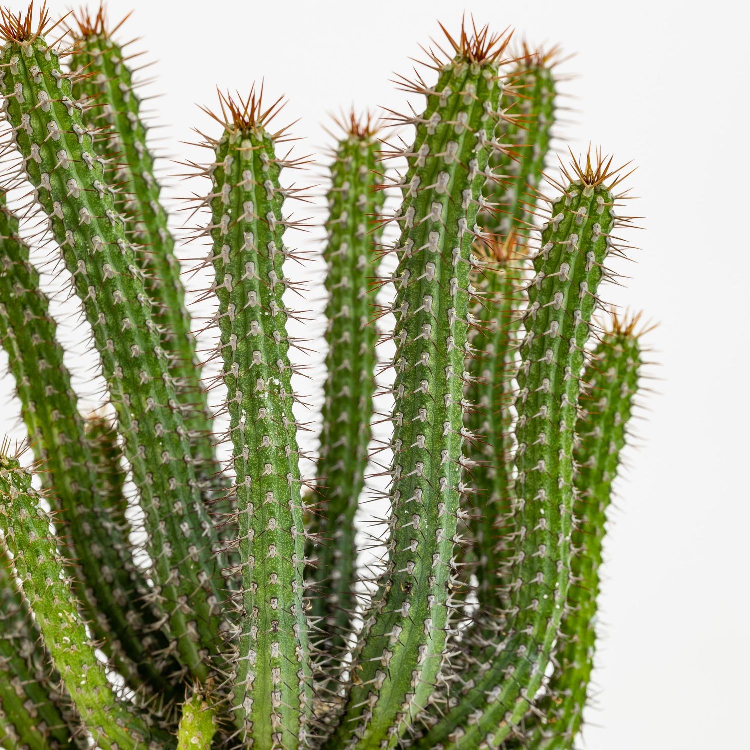 Euphorbia Baioensis - vaso Ø8 cm