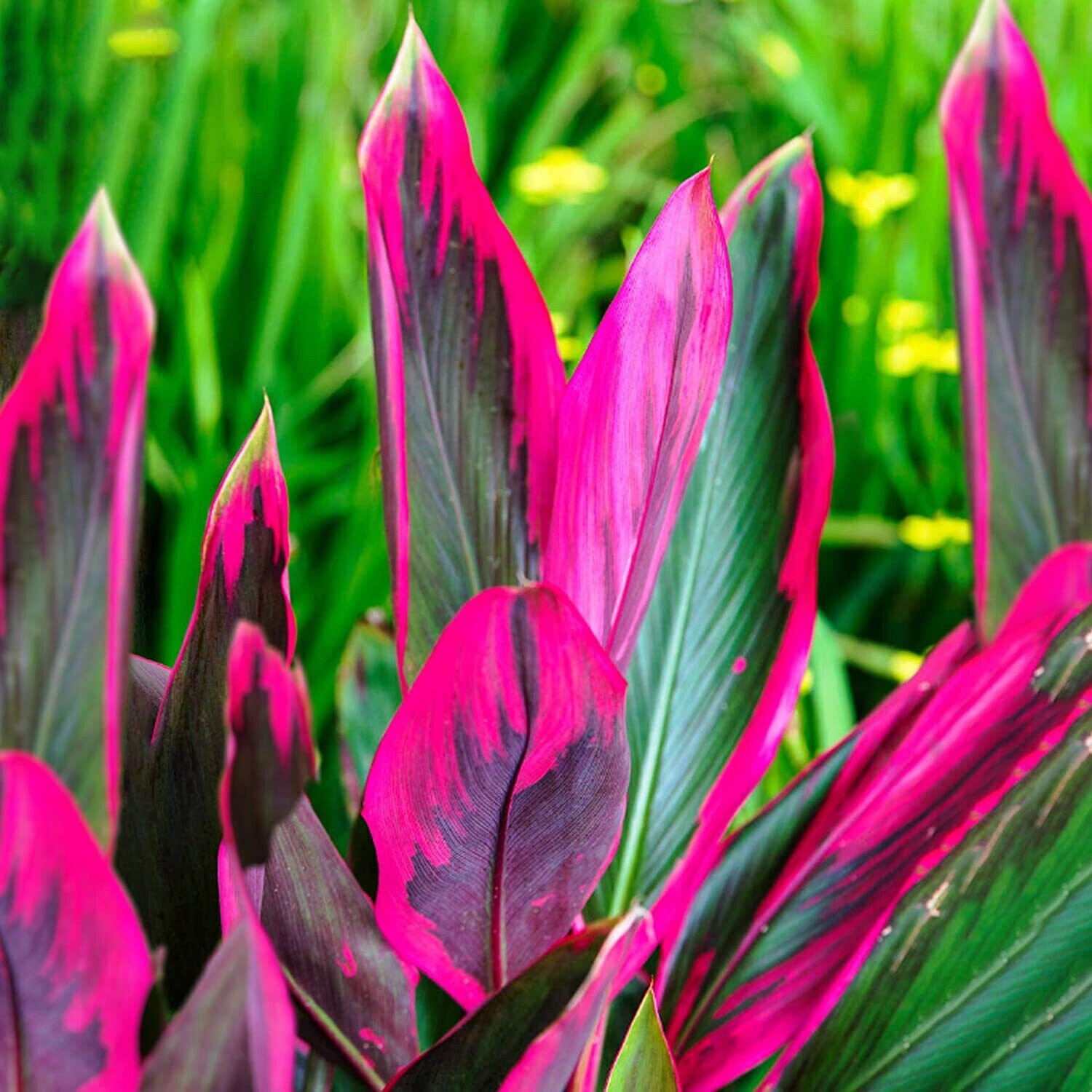 Cordyline australis 'Tango', Cordilina - vaso Ø12 cm Cordyline australis 'Tango', Cordilina - vaso Ø12 cm