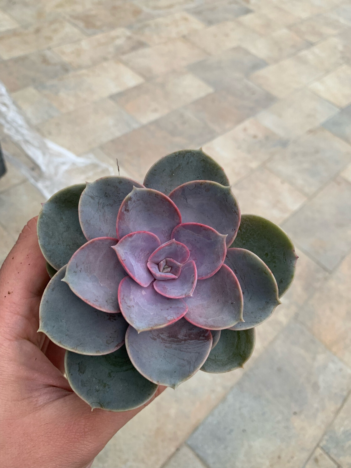 Echeveria spp. 'Perle Von Numberg' - vaso Ø14 cm Echeveria spp. 'Perle Von Numberg' - vaso Ø14 cm