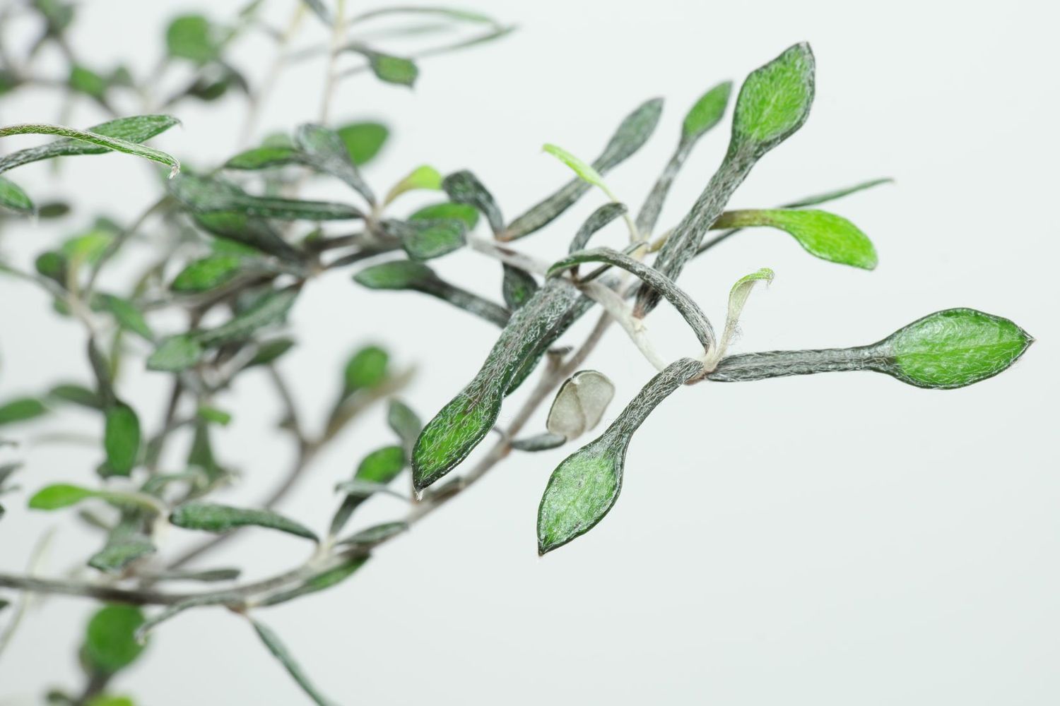 Corokia cotoneaster - vaso Ø12 cm Corokia cotoneaster - vaso Ø12 cm